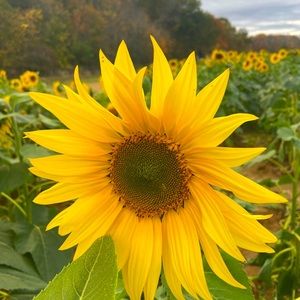 Meet your Posher, Fatima